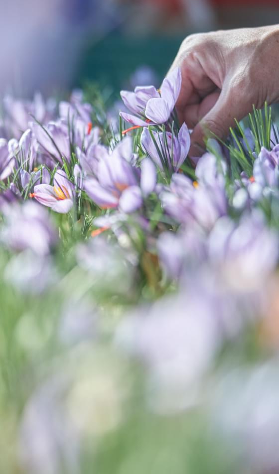 暮らしにサフランを。