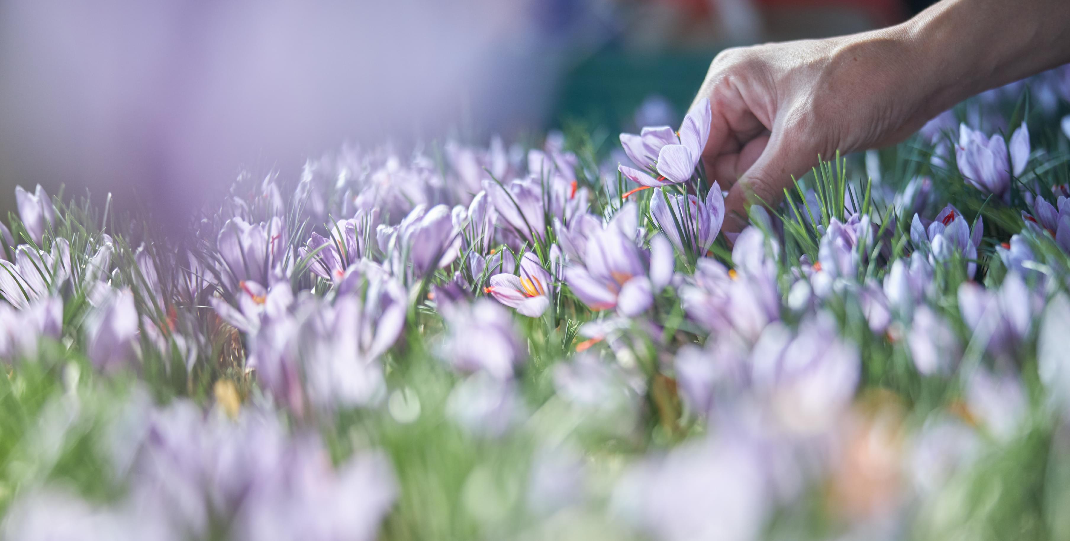 暮らしにサフランを。